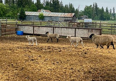 Life on the Farm